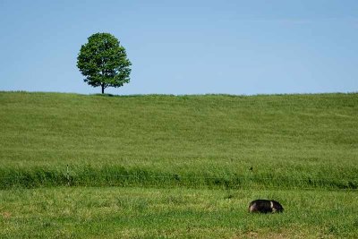 Pig and the Lone Tree