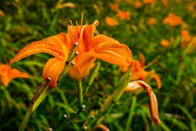 Orange Lily Season is ON!