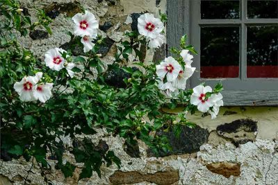Rose of Sharon and a Stone Springhouse