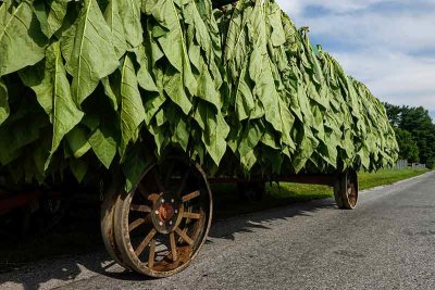 A July Tobacco Harvest