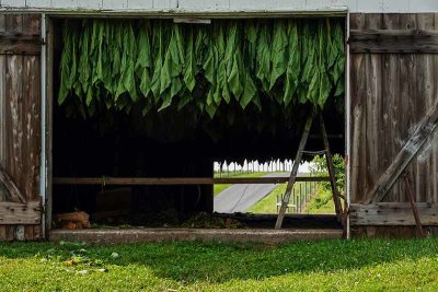 Drying the Tobacco