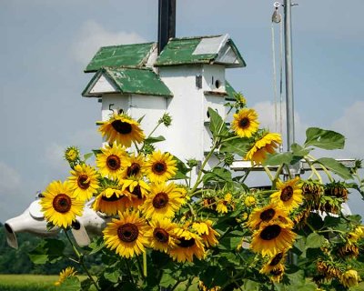 Bird Houses & Sunflowers #2 of 2