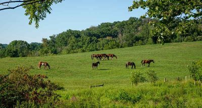 Chester County Horse Country