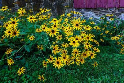 Black-Eyed Susans by the Barn
