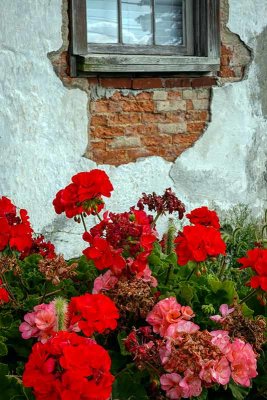 Geraniums and an Old Window