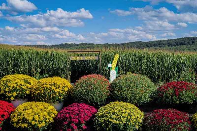 Corn Maze Season