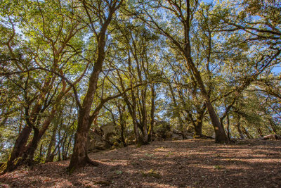 19 Trees near Goat Rock