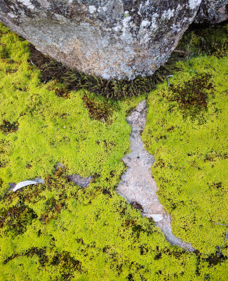 Moss at Nursery Swamp - Namadgi National Park