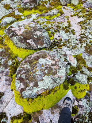 Moss at Nursery Swamp - Namadgi National Park