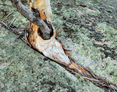 Snow gum at Nursery Swamp - Namadgi National Park