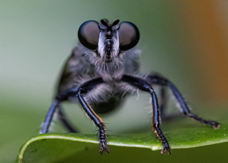 Robber Fly 食蟲虻