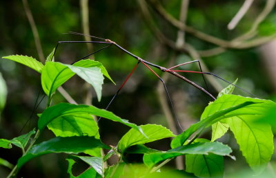 Stick insect 節竹蟲