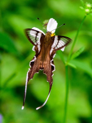 White Dragontail 燕鳳蝶 Lamproptera curius