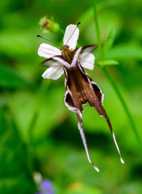 White Dragontail 燕鳳蝶 Lamproptera curius