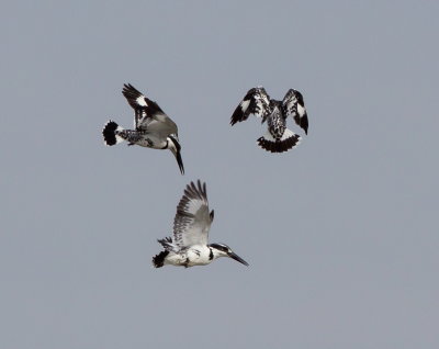 Pied Kingfisher 斑魚狗