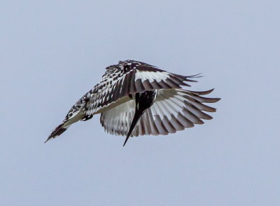 Pied Kingfisher 斑魚狗