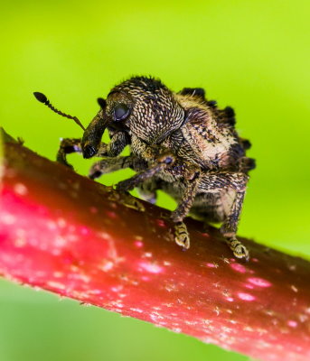 Snout Beetle 毛束象 Desmidophorus hebes