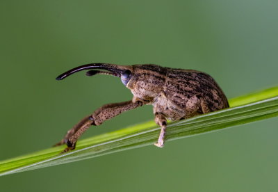 Weevils 象鼻蟲