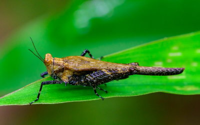 Pygmy Grasshopper 眼優角蚱 Eucriotettix oculatus