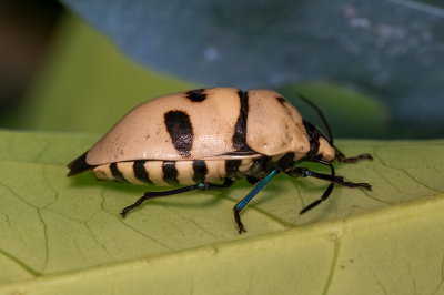White Shield Bug 麗盾蝽 Chrysocoris grandis
