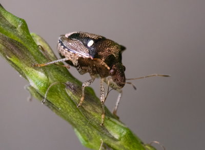 Stink Bug 二星蝽 Stollia guttiger