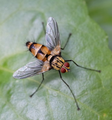Hover Fly 食蚜蠅