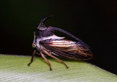 Treehopper 白條弧角蟬 Leptocentrus albolineatus