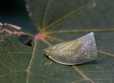 Moth Bug 碧蛾蠟蟬 Geisha distinctissima