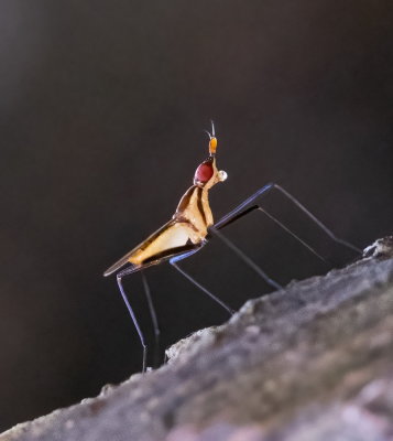 Telostylinus lineolatus 指角蠅 Banana-stalk Fly