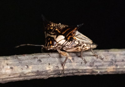 Alcimocoris Coronatus 黑角羚蝽 Sting Bugs