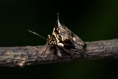 Alcimocoris Coronatus 黑角羚蝽Stink Bugs