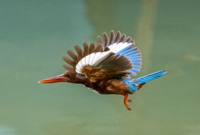 White-throated Kingfisher 白胸翡翠
