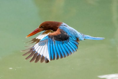White-throated Kingfisher 白胸翡翠