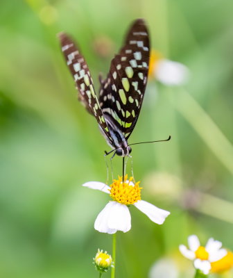 Tailed Jay 統帥青鳳蝶 Graphium agamemnon