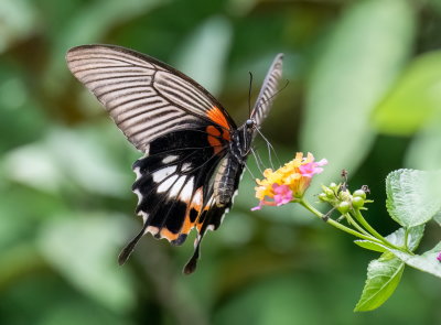 Great Mormon (female) 美鳯蝶 Papilio Memnon (Form agenor)