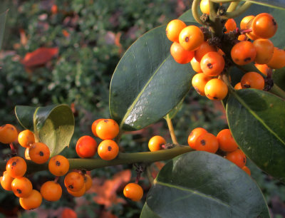 Leaves, Fruits, Seeds etc