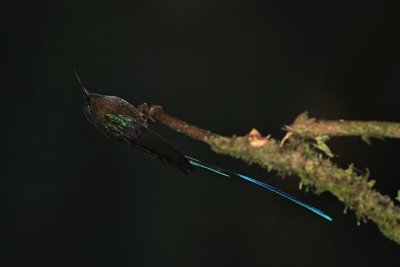 IMG_8243.jpg - Violet-tailed Sylph