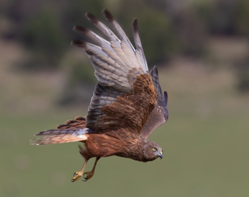 Swamp Harrier