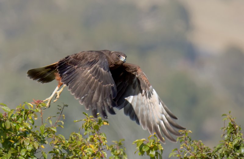 Swamp Harrier (juvenile)
