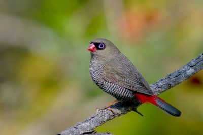 Beautiful Firetail