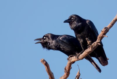 Forest Raven