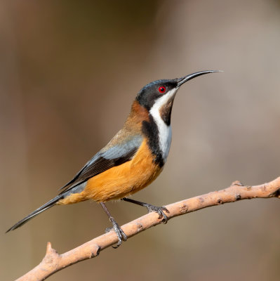 Eastern Spinebill