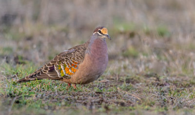 Common Bronzewing