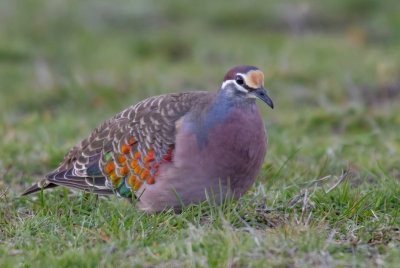 Common Bronzewing