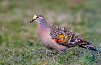 Common Bronzewing