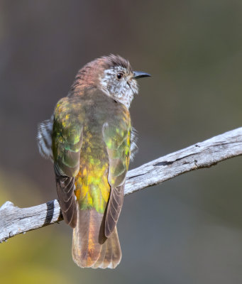 Shining Bronze-Cuckoo