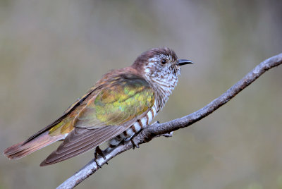 Shining Bronze-Cuckoo