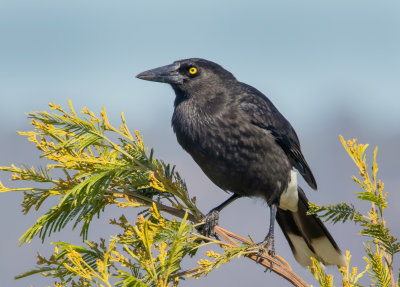 Grey Currawong