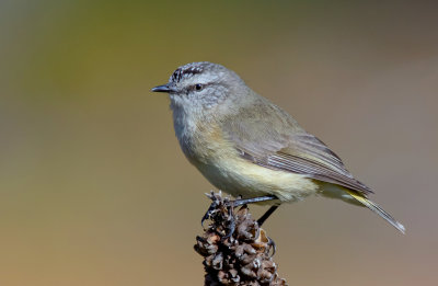 Yellow-rumped Thornbill