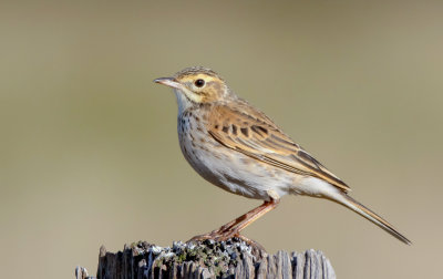 Australasian Pipit